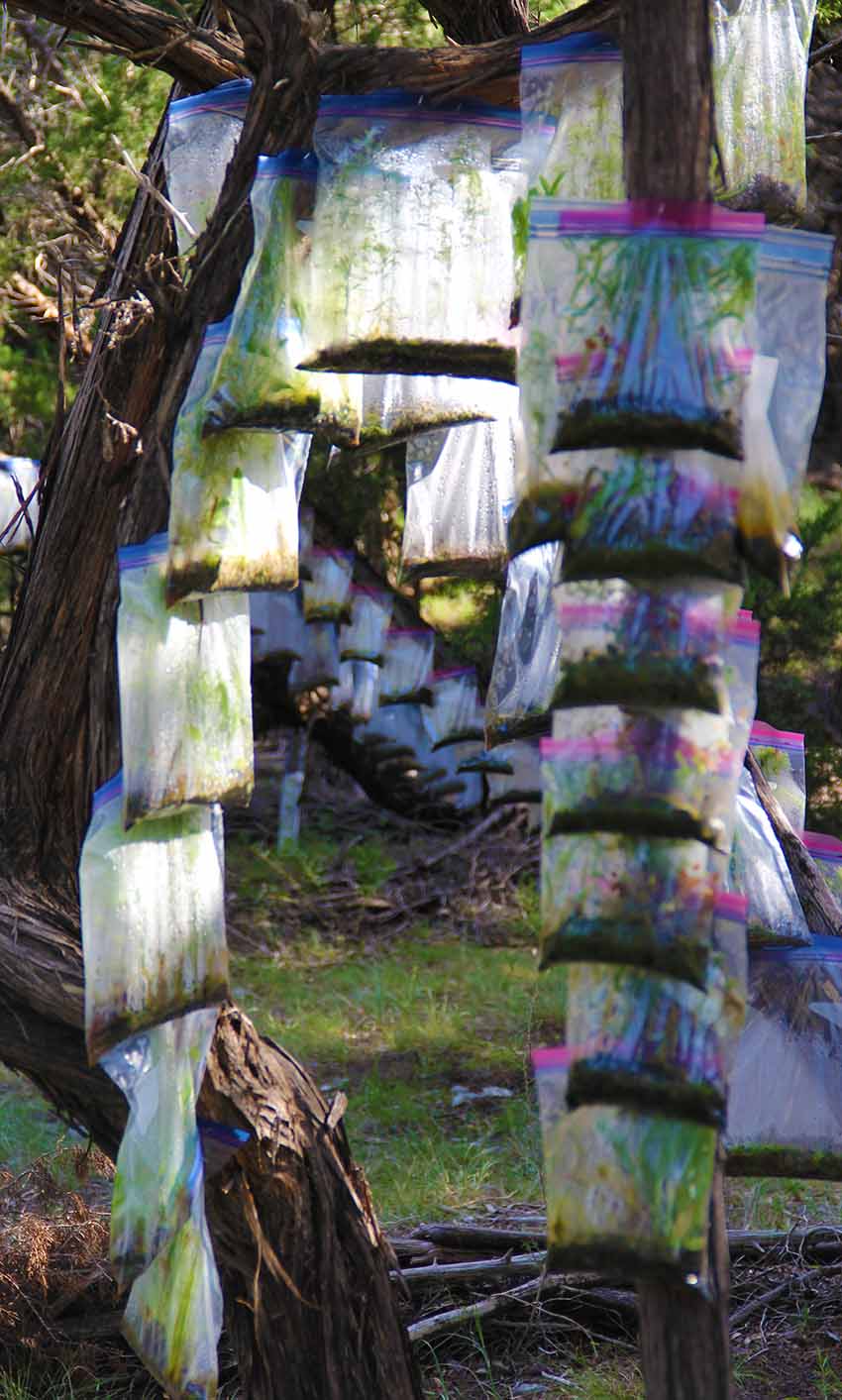 Multidimensional Agriculture Shows Forests in Bags